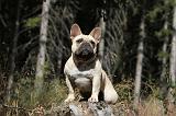 BOULEDOGUE FRANCAIS 329